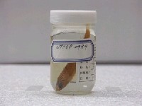 藏品(鬚棘吻魚)的圖片